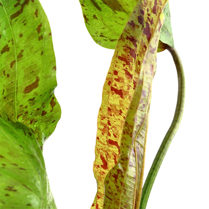 Tropica Akvarieplante i potte Echinodorus Ozelot green